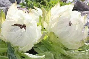 爆料雪莲的视频,视频爆料背后的惊人真相  第2张